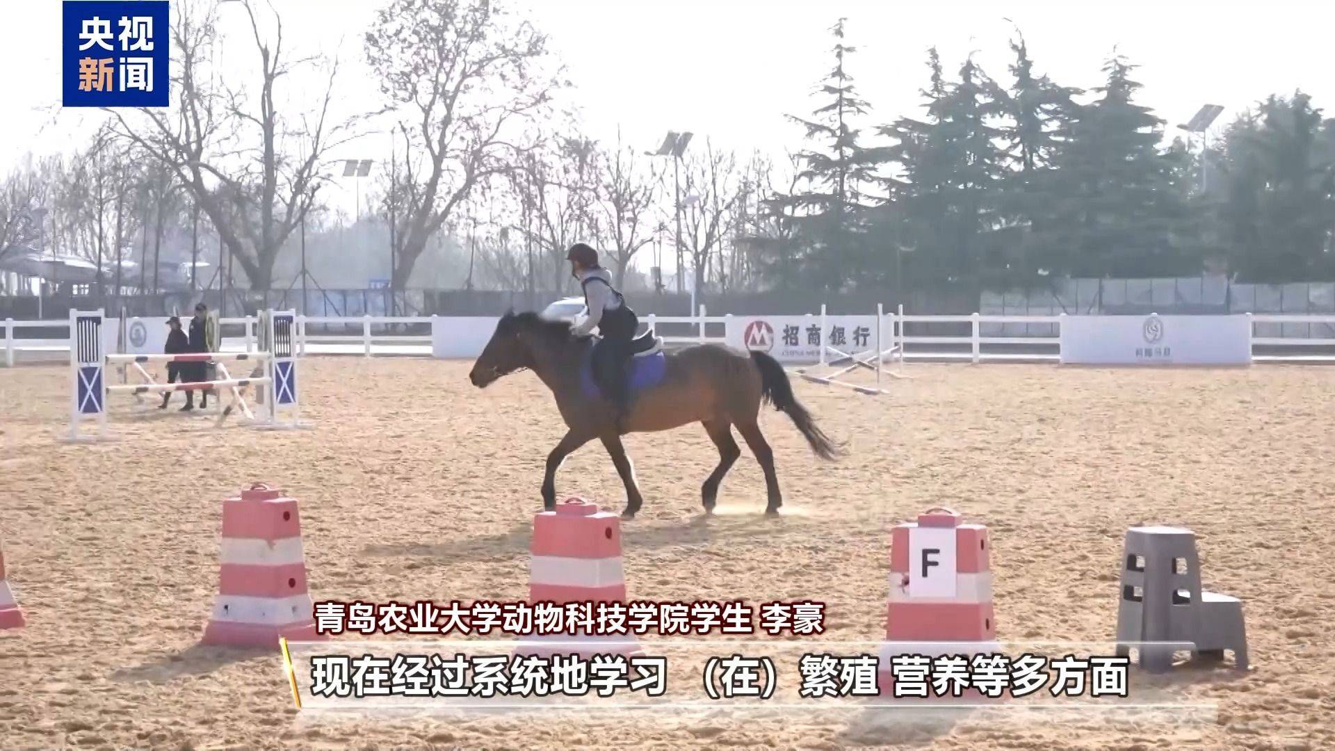 別人家的大學！青島高校開設“騎馬養馬”專業