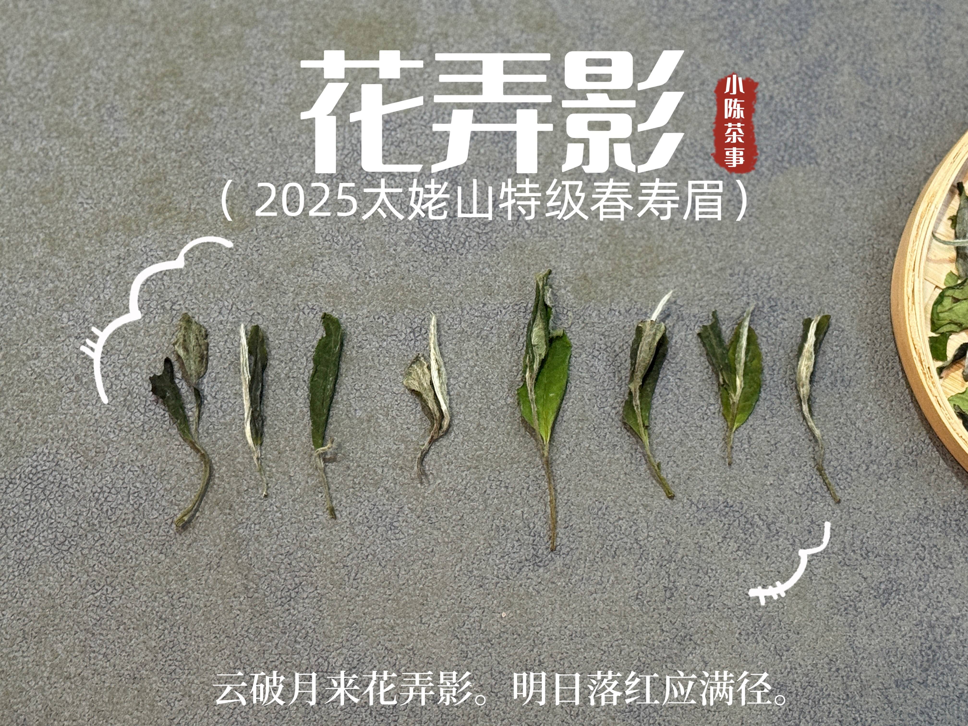 原創收藏白茶，我都只存白茶餅，因為散茶會跑氣串味變質？