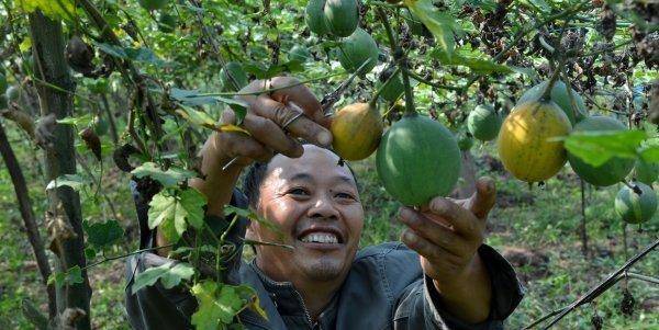 原創農民在農村種植致富1年掙30萬，他分享農業經驗，歡迎收藏！