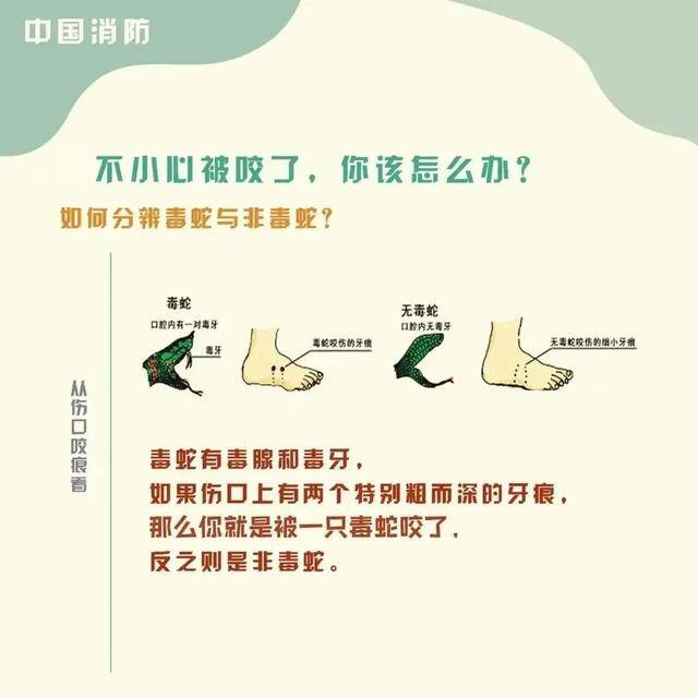 女童被眼鏡王蛇咬傷，“假死”3天后奇蹟生還！