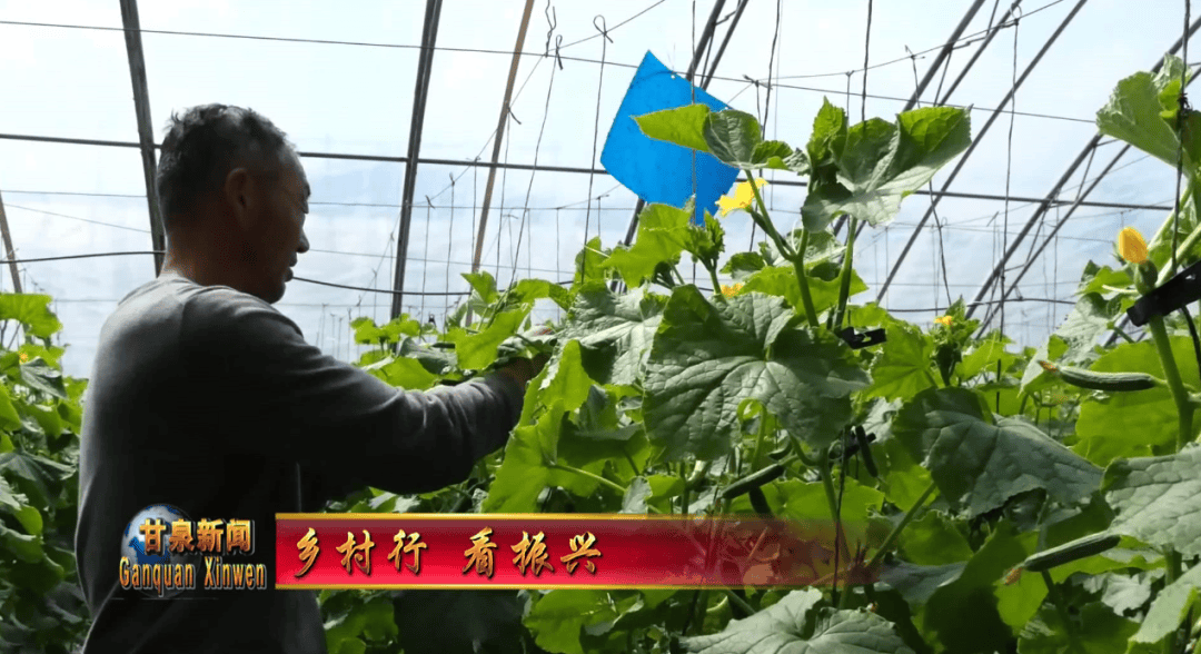 科技賦能蔬菜產業 良種良法助力鄉村振興